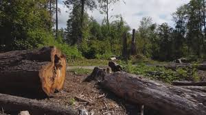 Seasonal Cleanup (Spring/Fall) in Newkirk, OK